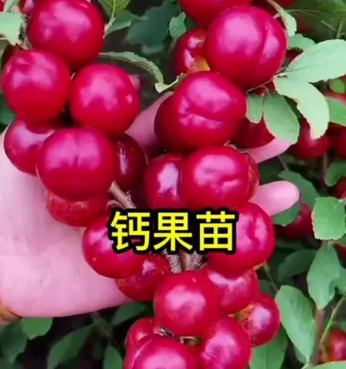 钙果哪种品种最好？如何选择最佳钙果品种？