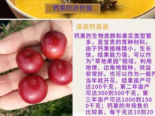 钙果哪种品种最好？如何选择最佳钙果品种？
