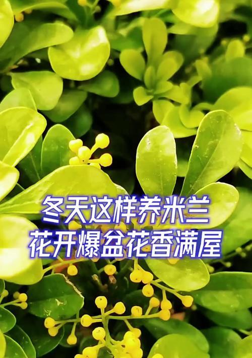 如何种米兰？米兰的种植方法和管理要点有哪些？