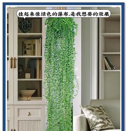 佛珠情人泪怎么养？佛珠情人泪的养护技巧有哪些？