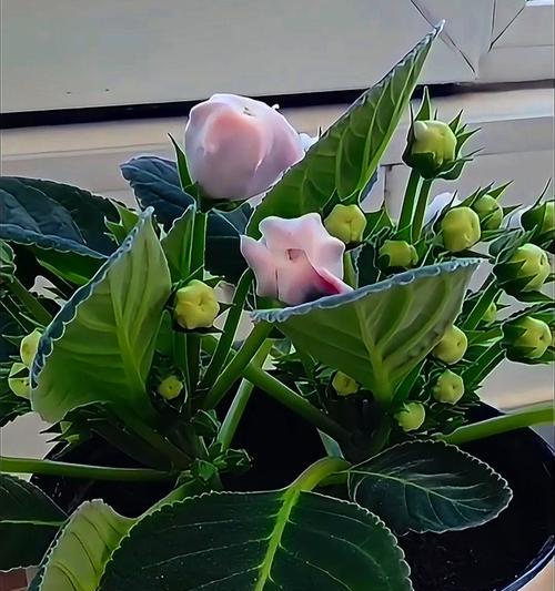 夫容花的栽种技巧有哪些？