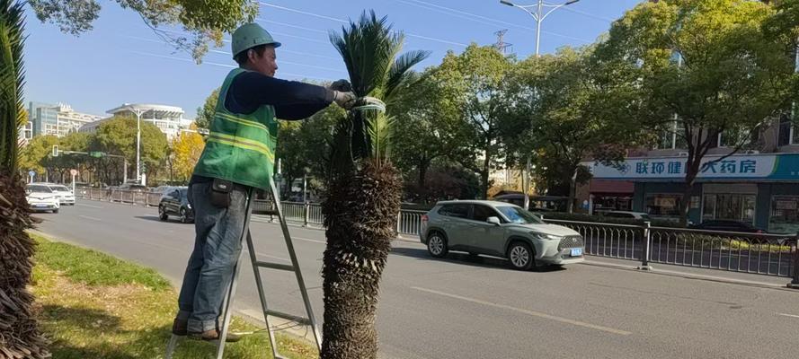 铁树冬季的养护措施和注意事项是什么？