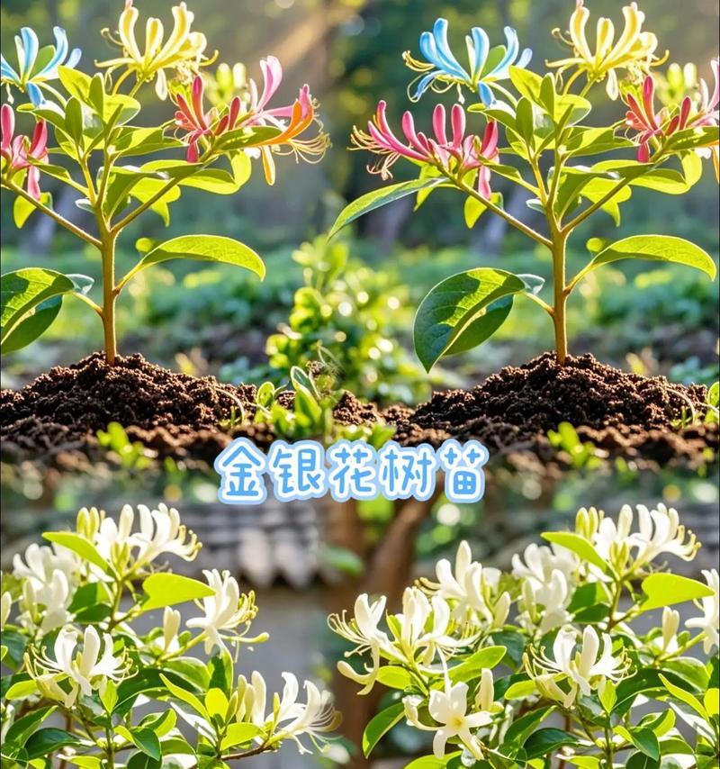 盆栽金银花管理技巧有哪些？