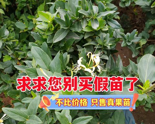 盆栽金银花管理技巧有哪些？