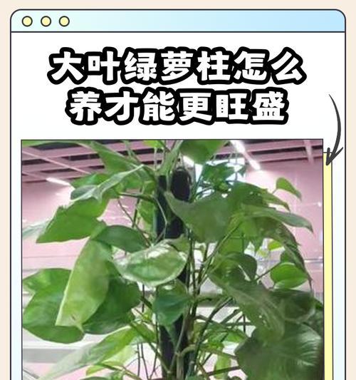 大叶绿萝繁殖的正确方式是什么？如何提高成功率？