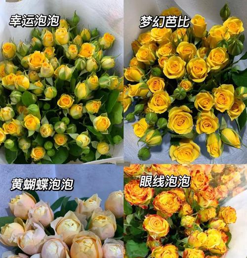 多头玫瑰有哪些品种？多头玫瑰品种的特性是什么？