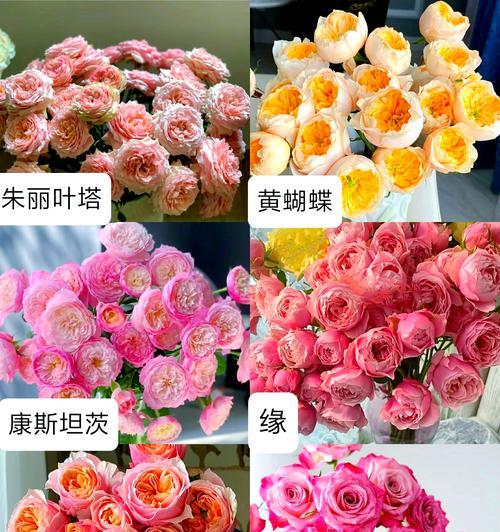 多头玫瑰有哪些品种？多头玫瑰品种的特性是什么？