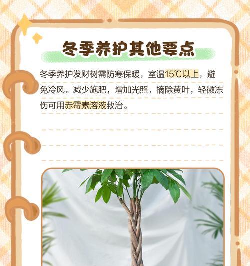 发财树生长缓慢怎么办？有哪些促进生长的方法？