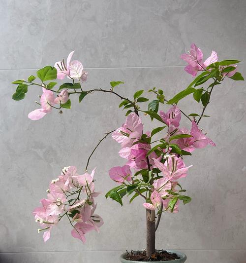 三角梅有哪些品种？不同品种三角梅的生长习性如何？