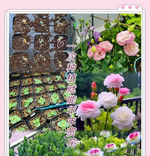 花卉新品种有哪些？如何选择适合自己的花卉新品种？