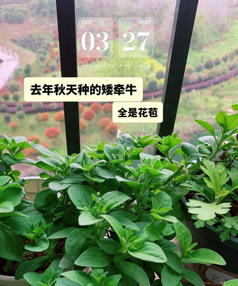 矮牵牛花种植的要点是什么？种植后如何避免病虫害？