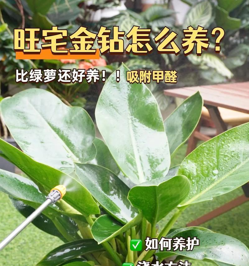 金钻的浇水技巧是什么？