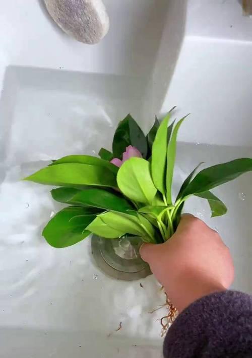 金钻的浇水技巧是什么？