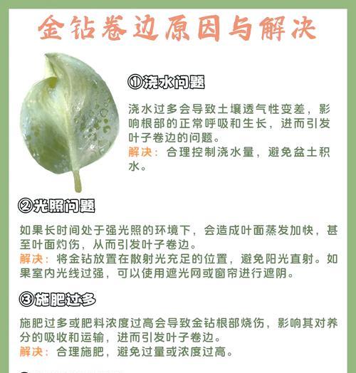金钻的浇水技巧是什么？