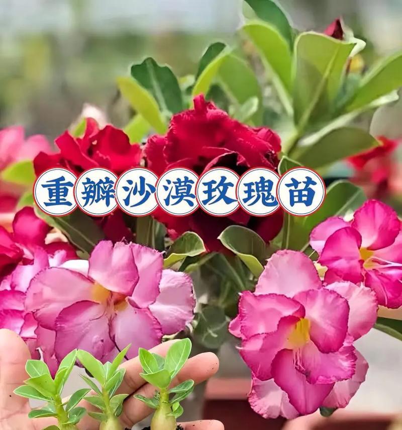 沙漠玫瑰重瓣培养的技巧有哪些？