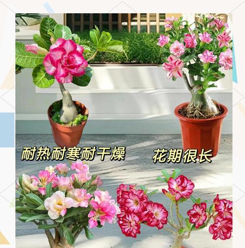 沙漠玫瑰重瓣培养的技巧有哪些？