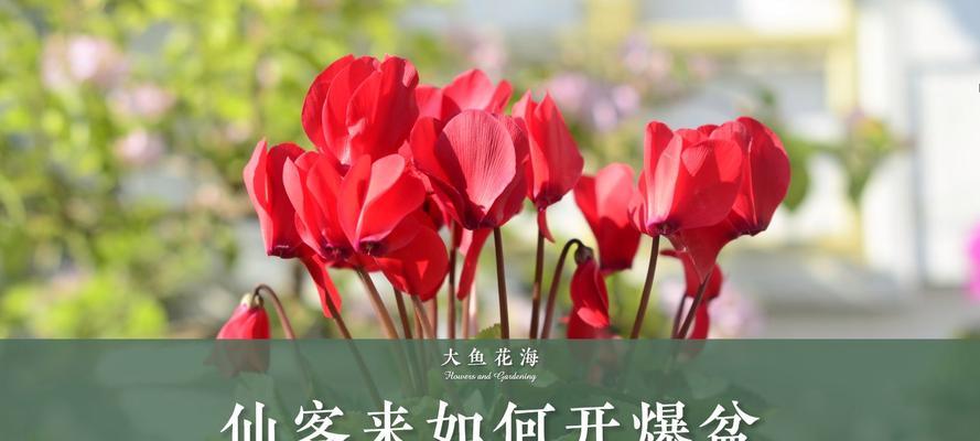 仙客来的养殖要点是什么？如何使其开花？