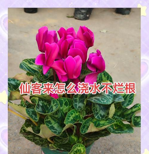 仙客来的养殖要点是什么？如何使其开花？