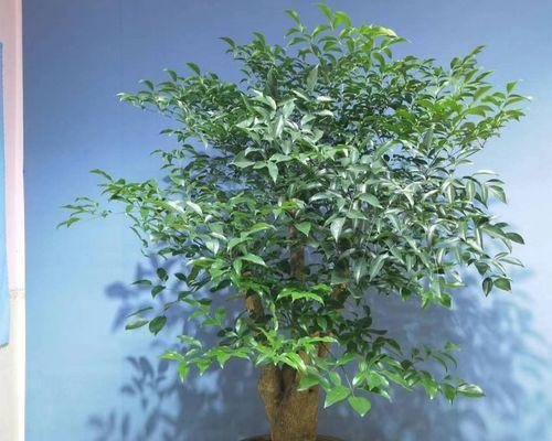 植物吸收甲醛的原理是什么？