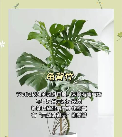植物吸收甲醛的原理是什么？