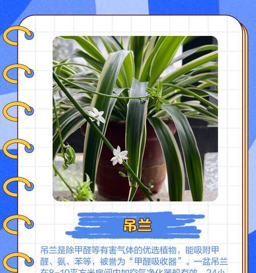 植物吸收甲醛的原理是什么？