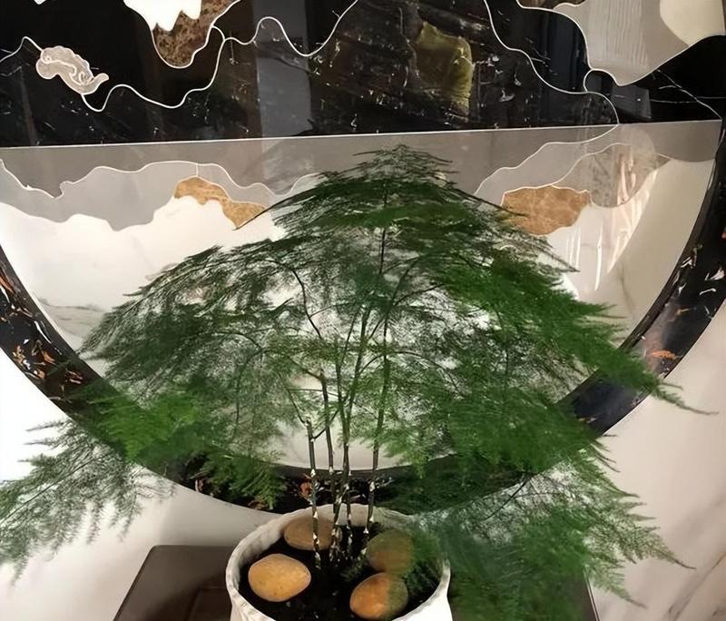 文竹室内养殖需要注意什么？怎样保持其翠绿？