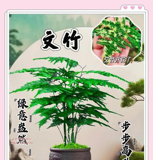 文竹室内养殖需要注意什么？怎样保持其翠绿？