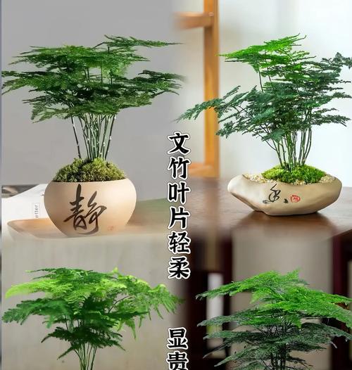 文竹室内养殖需要注意什么？怎样保持其翠绿？