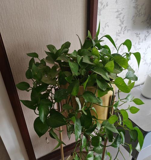 新种植的绿萝如何养护？需要注意哪些事项？