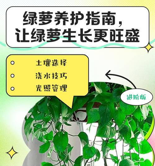 新种植的绿萝如何养护？需要注意哪些事项？