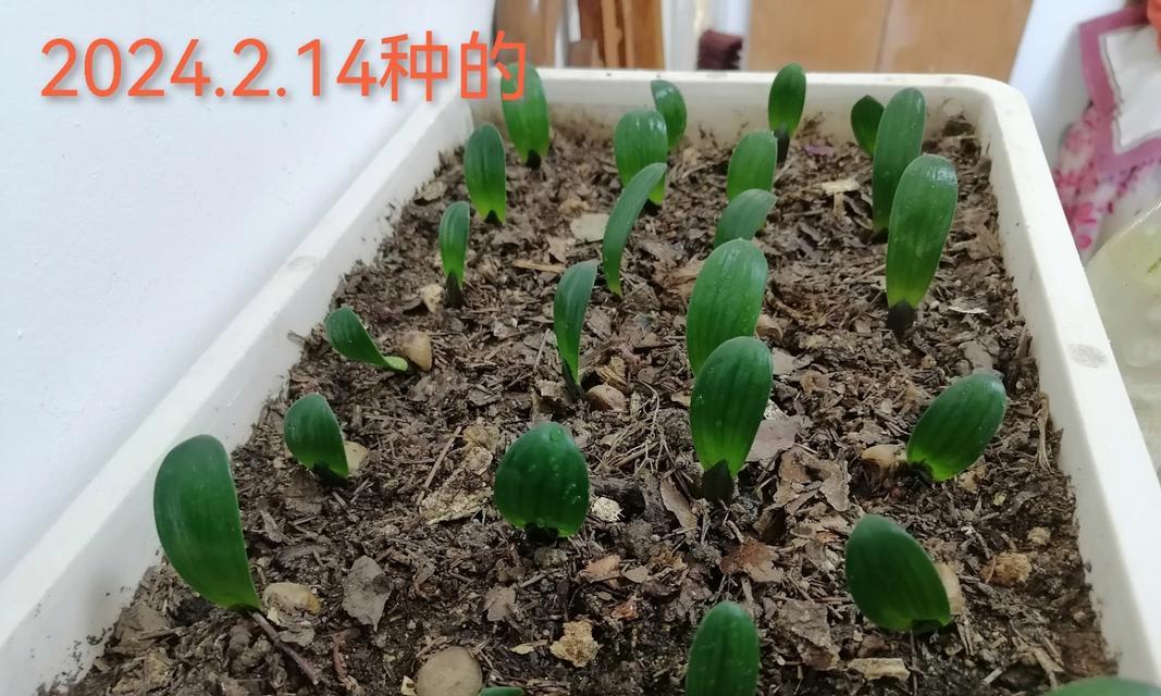 君子兰花籽的外观是什么样的？