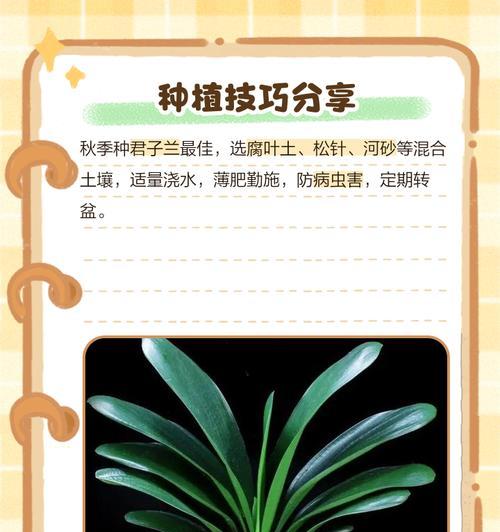 君子兰花籽的外观是什么样的？