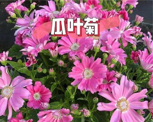 小菊花有哪些品种？小菊花品种的养护方法是什么？