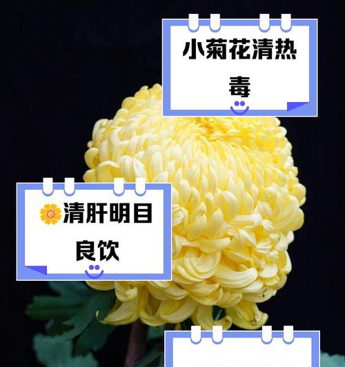 小菊花有哪些品种？小菊花品种的养护方法是什么？