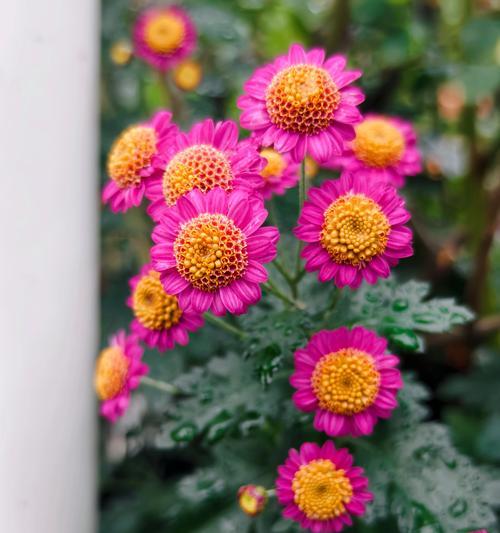 小菊花有哪些品种？小菊花品种的养护方法是什么？