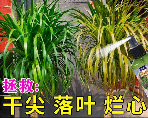 龙血树烂根的处理方法和预防措施？