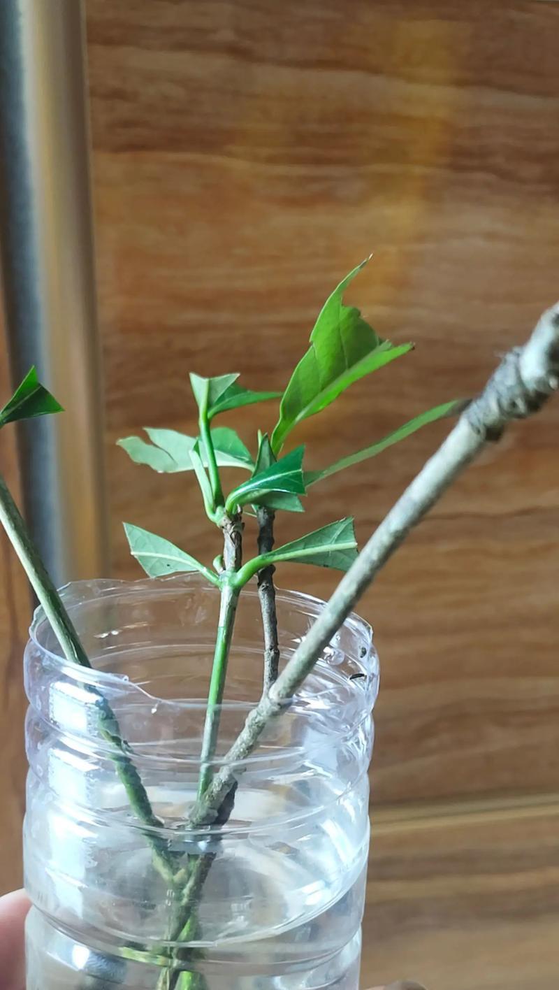 枝枝花怎么剪枝才能长得更好？