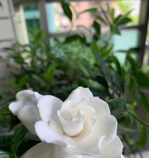 枝枝花怎么剪枝才能长得更好？