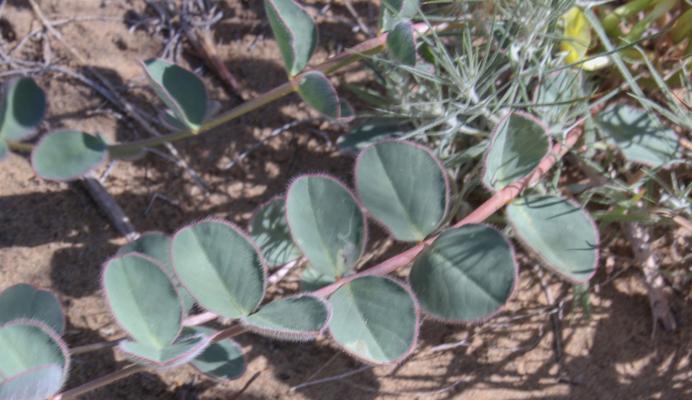 黄芪植物开什么颜色的花？它的花色有何特点？