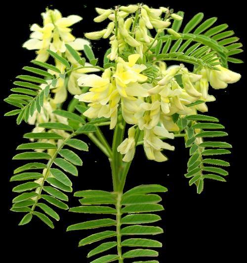 黄芪植物开什么颜色的花？它的花色有何特点？