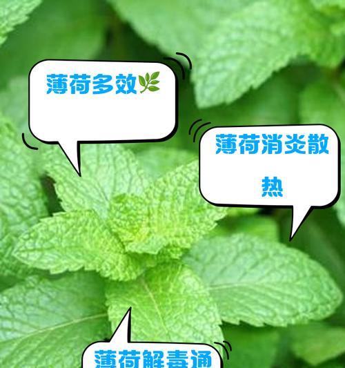 薄荷有哪些不同品种？它们的用途是什么？
