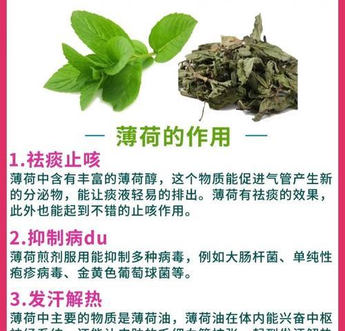 薄荷有哪些不同品种？它们的用途是什么？