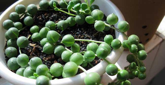 珍珠吊兰的种植步骤是什么？