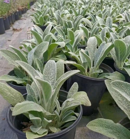 北方冬季适合种植哪些草本植物？