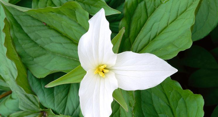 三瓣的花有哪些？三瓣花的种类和特点是什么？