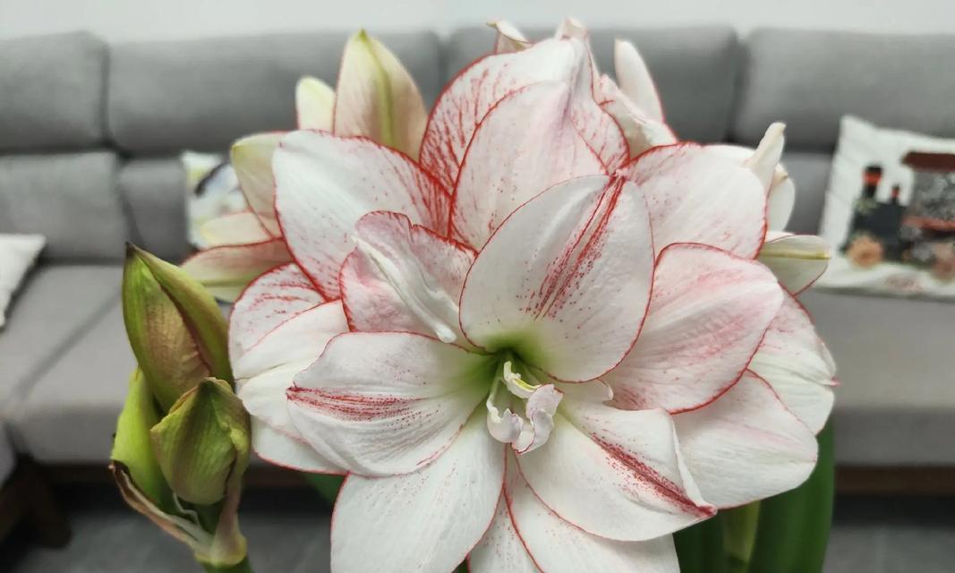 三瓣的花有哪些？三瓣花的种类和特点是什么？