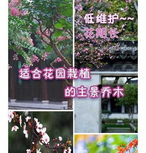 植物类型有哪些？如何选择适合的植物类型？