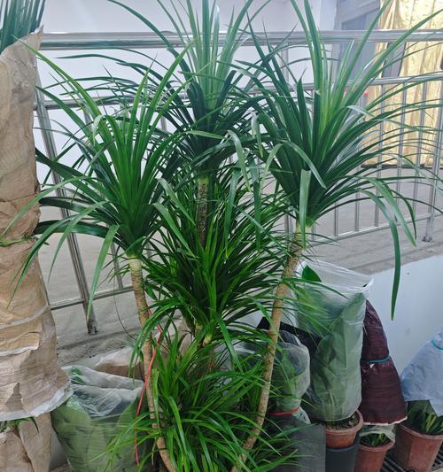植物类型有哪些？如何选择适合的植物类型？