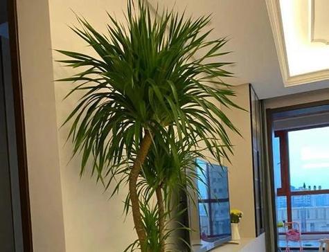 植物类型有哪些？如何选择适合的植物类型？