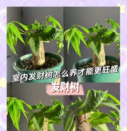 发财树花怎么养殖？养殖过程中应注意什么？